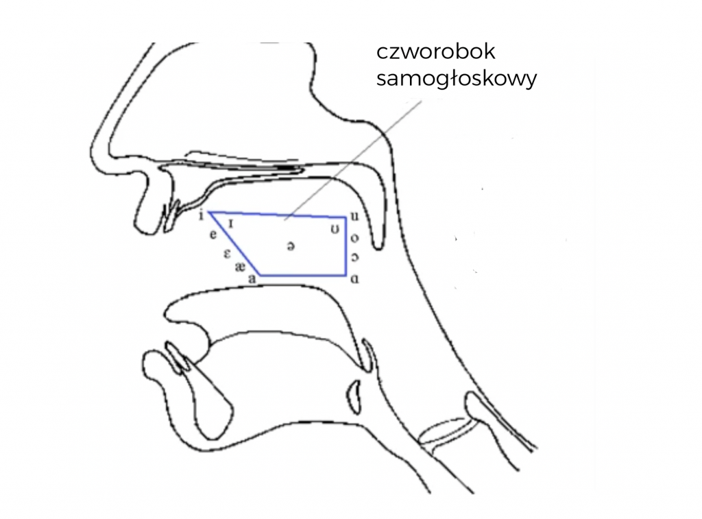 Kanał głosowy z zaznaczonym czworobokiem samoglosek